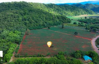 ที่ดิน “ทำเลทอง” ขนงพระ–เขาใหญ่ 10 ไร่ เพียง 2.5 ลบ./ไร่  รายล้อมด้วยธรรมชาติและโครงการพูลวิลล่าชื่อดัง